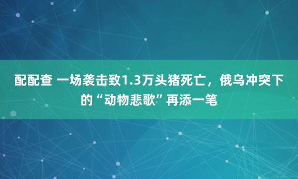 配配查 一场袭击致1.3万头猪死亡，俄乌冲突下的“动物悲歌”再添一笔